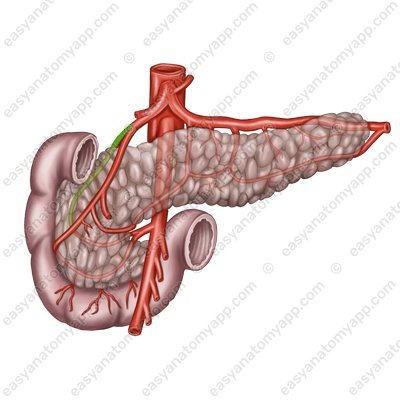 Superior, posterior, and anterior pancreatoduodenal arteries (aa. pancreatoduodenales superiores posterior et anterior)